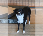 Small Mutt