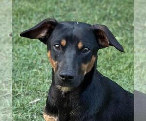 Mutt Dogs for adoption in Yardley, PA, USA
