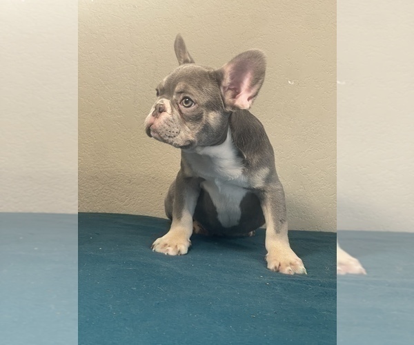 Medium Photo #13 French Bulldog Puppy For Sale in BEVERLY HILLS, CA, USA