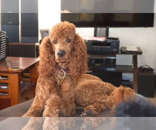 Medium Photo #1 Poodle (Standard) Puppy For Sale in CLEARWATER, FL, USA