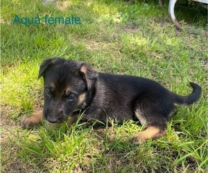German Shepherd Dog Puppy for sale in WOLFE CITY, TX, USA