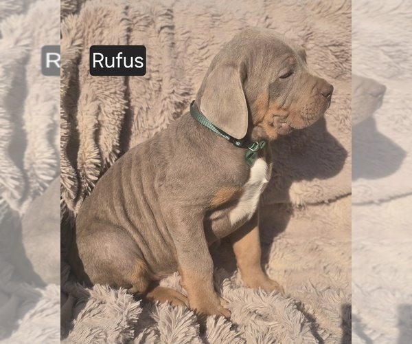 Medium Photo #3 Cane Corso Puppy For Sale in MINERAL WELLS, WV, USA