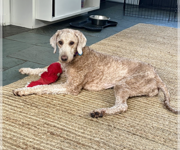 Medium Photo #3 Poodle (Standard) Puppy For Sale in Brooklyn, NY, USA