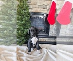 Puppy Yellow Great Dane