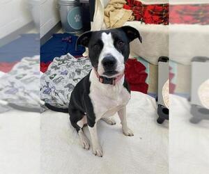 American Pit Bull Terrier Dogs for adoption in Fort Wayne, IN, USA