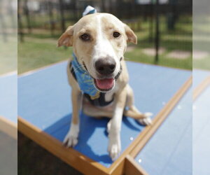 Labrador Retriever-Unknown Mix Dogs for adoption in San Antonio, TX, USA