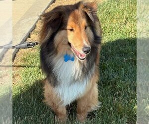 Mutt Dogs for adoption in Dublin, OH, USA