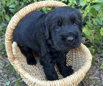 Small #4 Black Russian Terrier