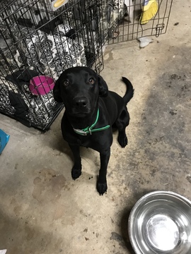 Medium Photo #1 Labrador Retriever Puppy For Sale in GADSDEN, AL, USA