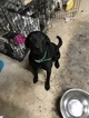 Small Photo #1 Labrador Retriever Puppy For Sale in GADSDEN, AL, USA