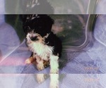 Small Photo #11 Aussiedoodle Miniature  Puppy For Sale in DURHAM, CT, USA