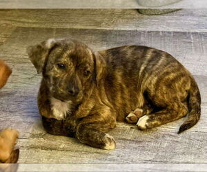 Plott Hound-Unknown Mix Dogs for adoption in Wyoming, MI, USA