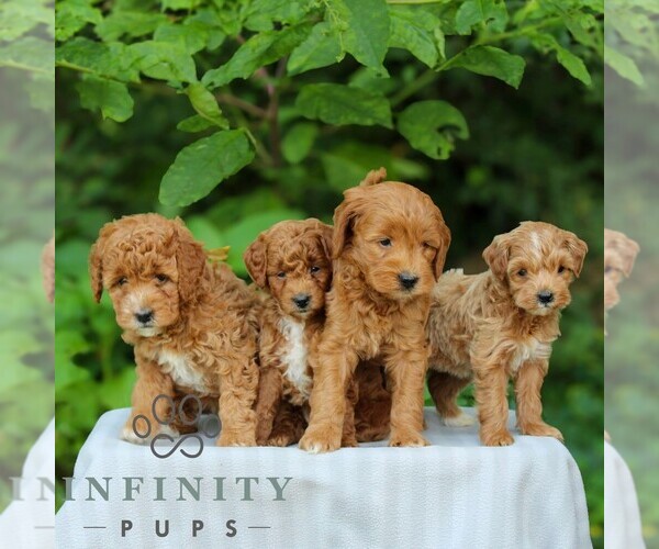 Medium Photo #2 Goldendoodle (Miniature) Puppy For Sale in EAST EARL, PA, USA