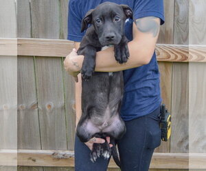 Bones - Male Unknown-Vizsla Mix Dog for Adoption - Photo #3