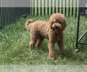 Goldendoodle (Miniature) Puppy for sale in WARSAW, IN, USA