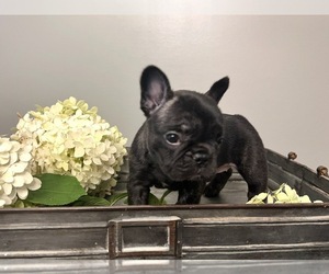 French Bulldog Puppy for Sale in MADISON, Indiana USA
