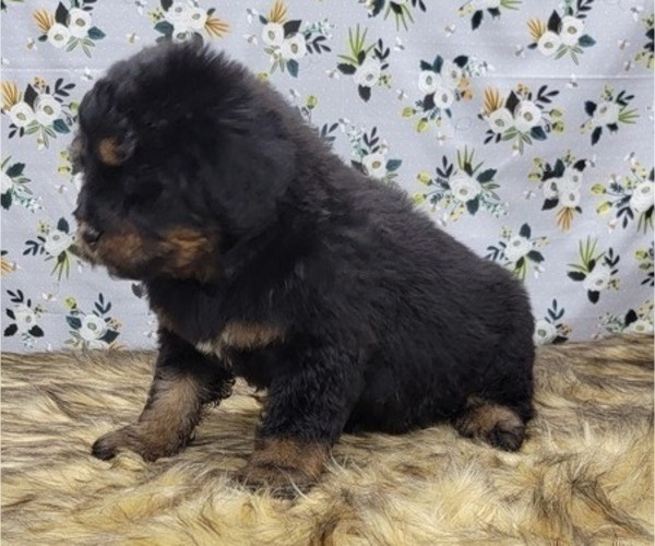 Medium Photo #11 Bernedoodle Puppy For Sale in BLAKESBURG, IA, USA