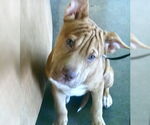 Small #3 Chinese Shar-Pei Mix