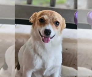 Chihuahua-Unknown Mix Dogs for adoption in Cranston, RI, USA