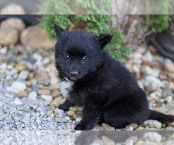Medium Photo #3 Pomsky Puppy For Sale in GOSHEN, IN, USA