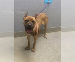 Mutt Dogs for adoption in Las Vegas, NV, USA