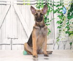 Small Mutt
