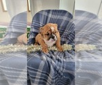 Small Photo #3 English Bulldog Puppy For Sale in COLBY, WI, USA