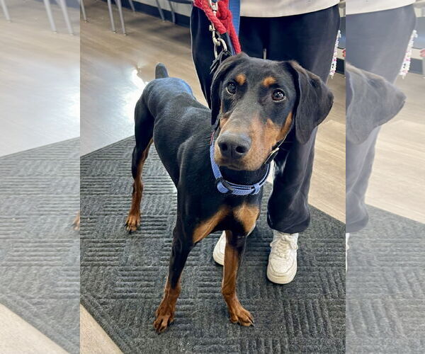 Medium Photo #2 Doberman Pinscher Puppy For Sale in Omaha, NE, USA