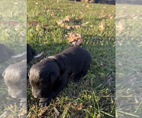 Medium Photo #2 Labrador Retriever Puppy For Sale in CLINTWOOD, VA, USA