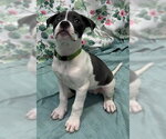 Small #2 American Bulldog Mix