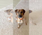 Small #1 Coonhound Mix