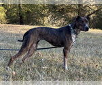 Small #2 Mountain Cur Mix