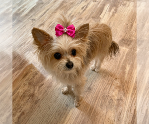 Mutt Dogs for adoption in Allentown,, PA, USA