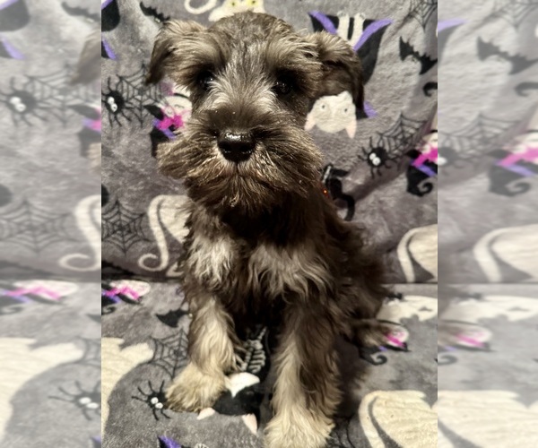 Medium Photo #1 Schnauzer (Miniature) Puppy For Sale in JEFFERSON, OR, USA