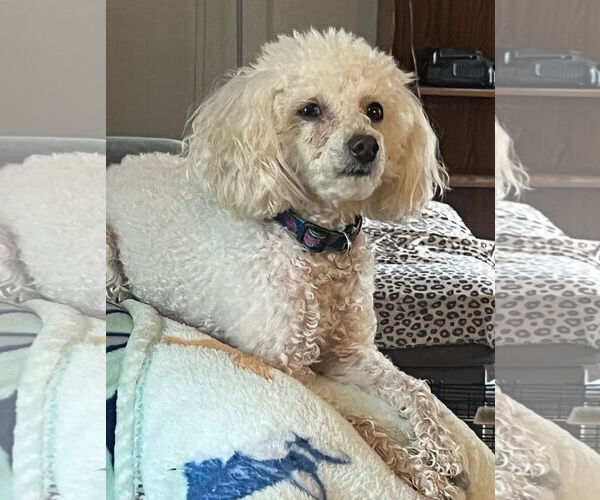 Medium Photo #3 Poodle (Toy) Puppy For Sale in Pacolet, SC, USA
