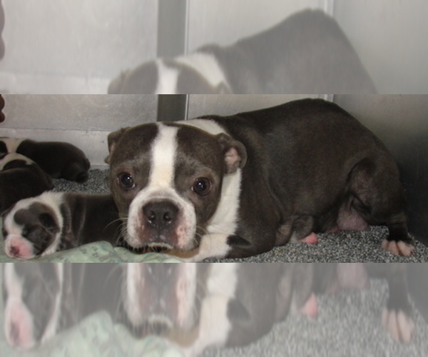 Medium Photo #1 Boston Terrier Puppy For Sale in BEND, OR, USA