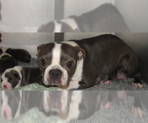 Mother of the Boston Terrier puppies born on 08/18/2025