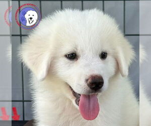 Great Pyrenees Dogs for adoption in Spring, TX, USA