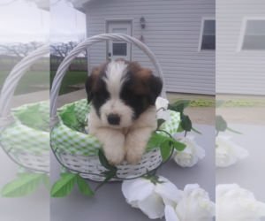 Saint Bernard Puppy for sale in TRAVERSE CITY, MI, USA