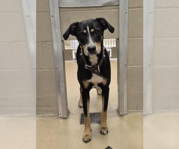 Medium Photo #1 Black and Tan Coonhound Puppy For Sale in Decatur, IL, USA