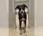 Small Black and Tan Coonhound