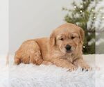 Small #4 Golden Retriever