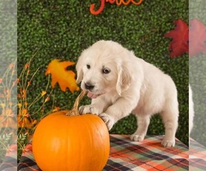 Golden Retriever Puppy for sale in BLOSSOM VALLEY, CA, USA