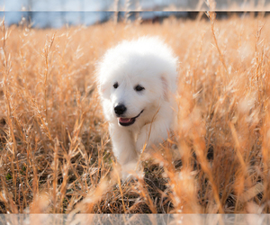 Great Pyrenees Puppy for sale in CONWAY, MO, USA