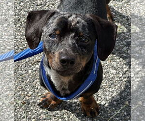 Dachshund Dogs for adoption in Tampa, FL, USA