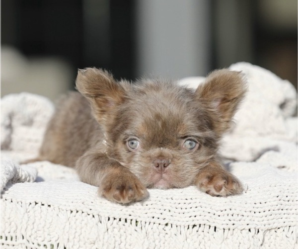 Medium Photo #2 French Bulldog Puppy For Sale in LAS VEGAS, NV, USA