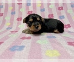 Small Photo #16 Yorkshire Terrier Puppy For Sale in FENTON, MI, USA