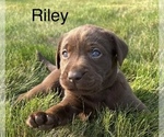 Puppy Puppy 7 Riley Labrador Retriever