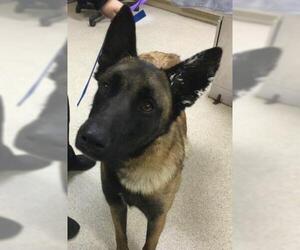 Mutt Dogs for adoption in Riverside, CA, USA