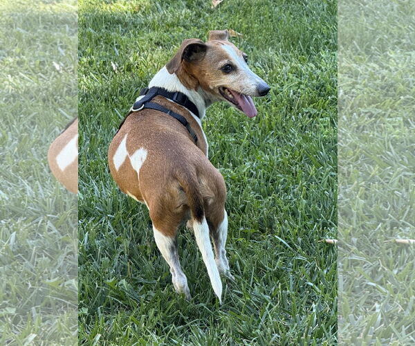 Medium Photo #4 Doxle Puppy For Sale in Mission Viejo, CA, USA
